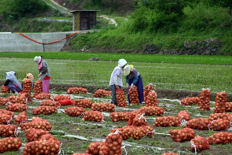 दक्षिण कोरियामा मौसमी कामदारको अधिकार जाँच सुरु