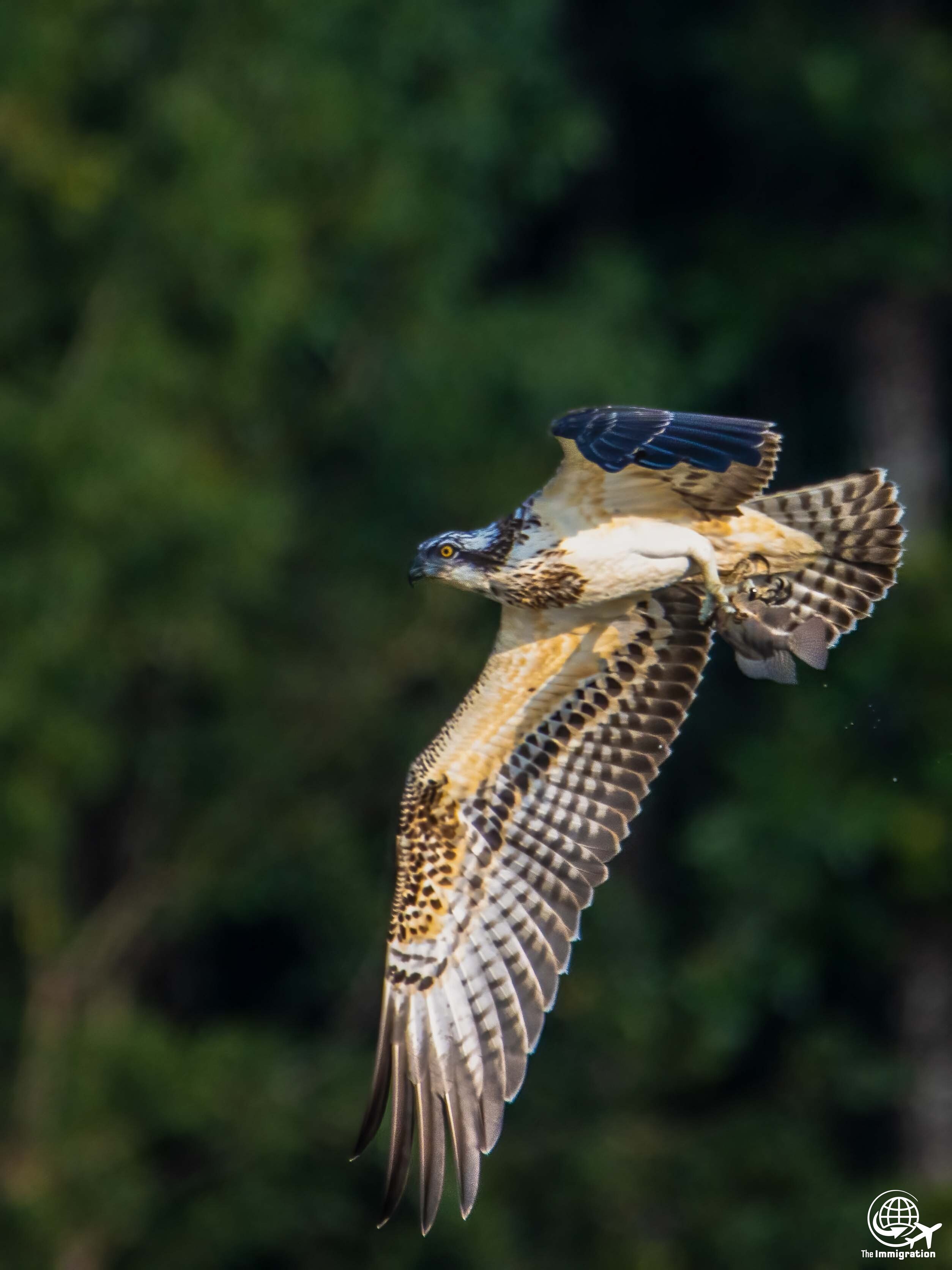 Wild Life_Hetauda_-957