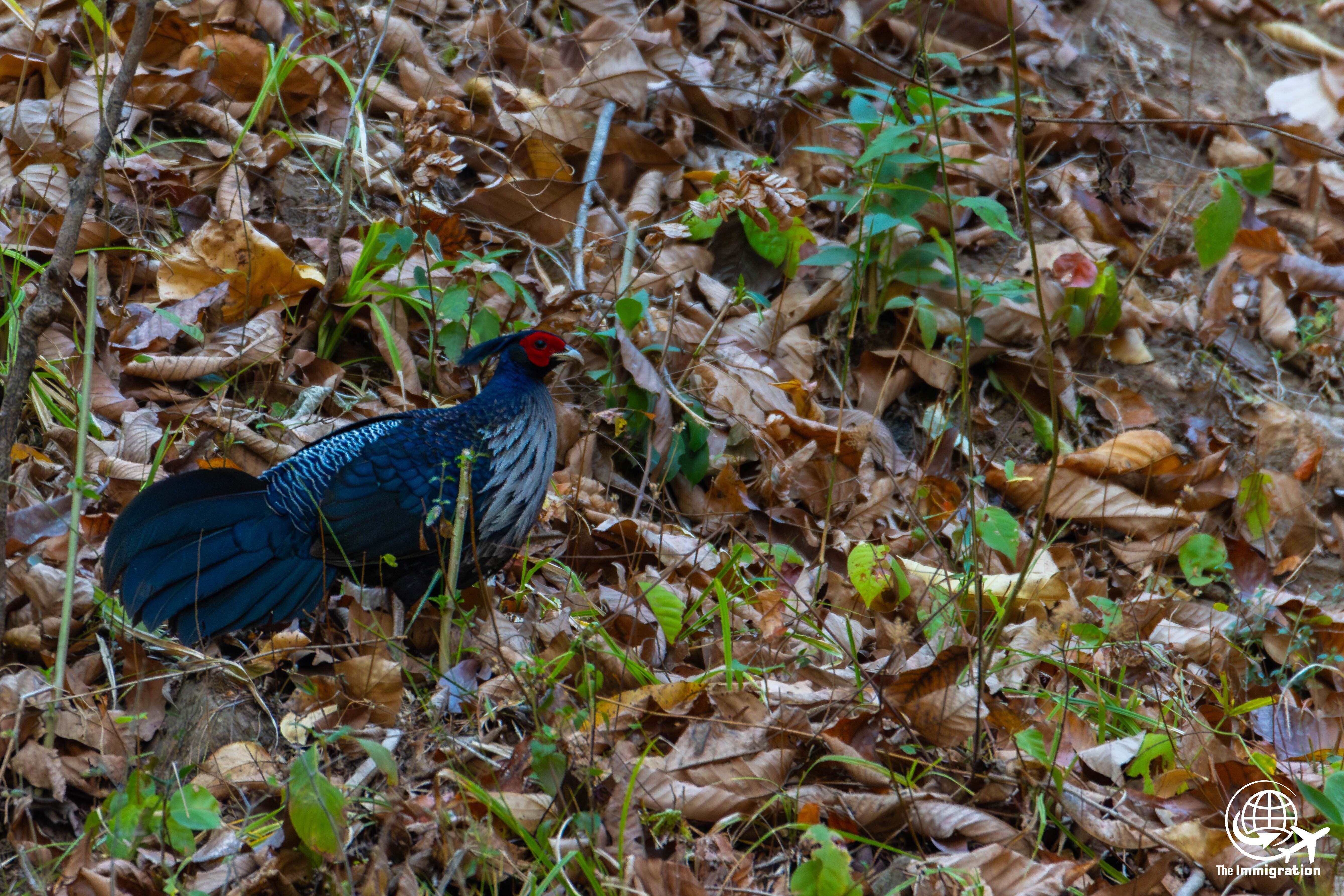 Wild Life_Hetauda_-959