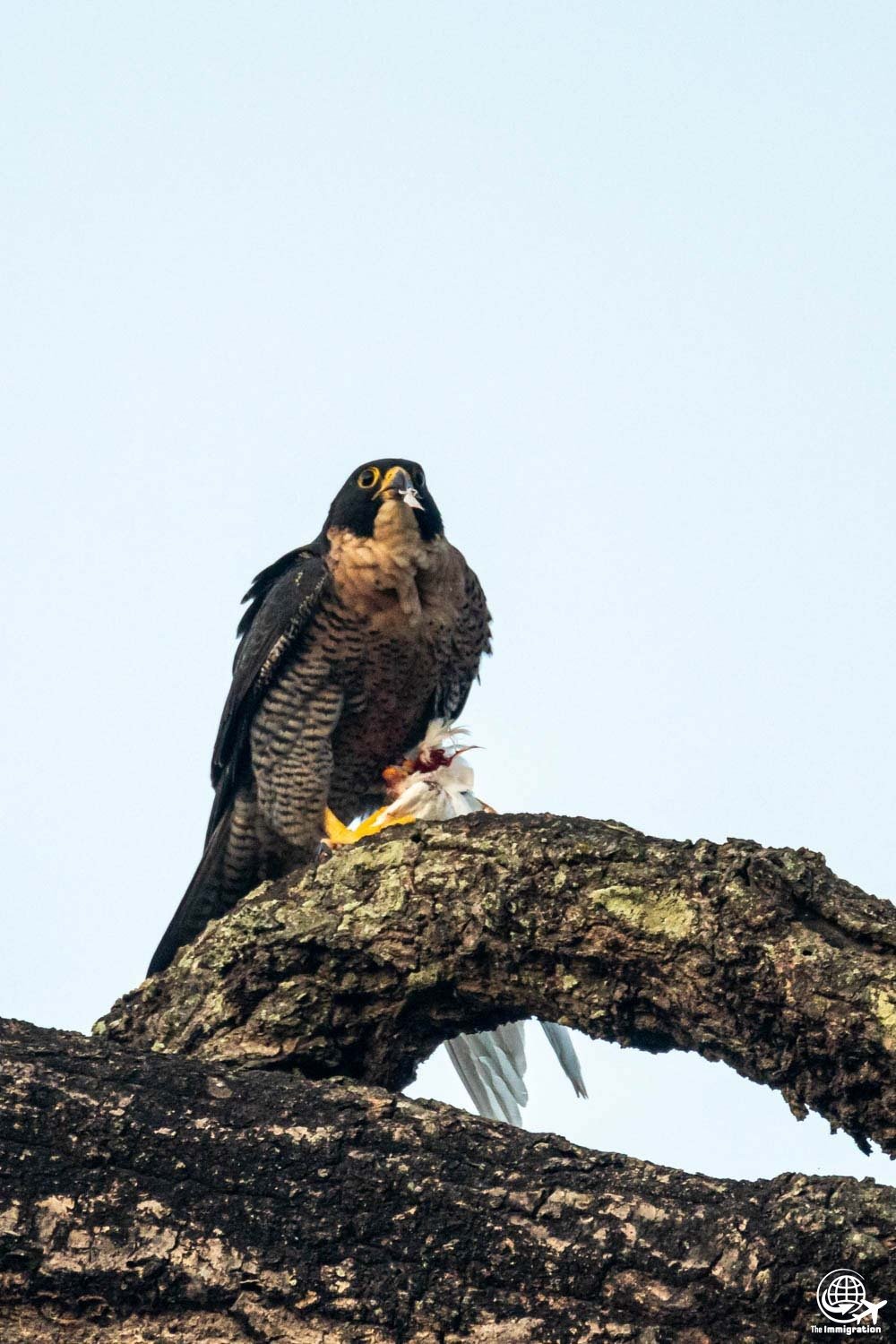 Wild Life_Hetauda_-960