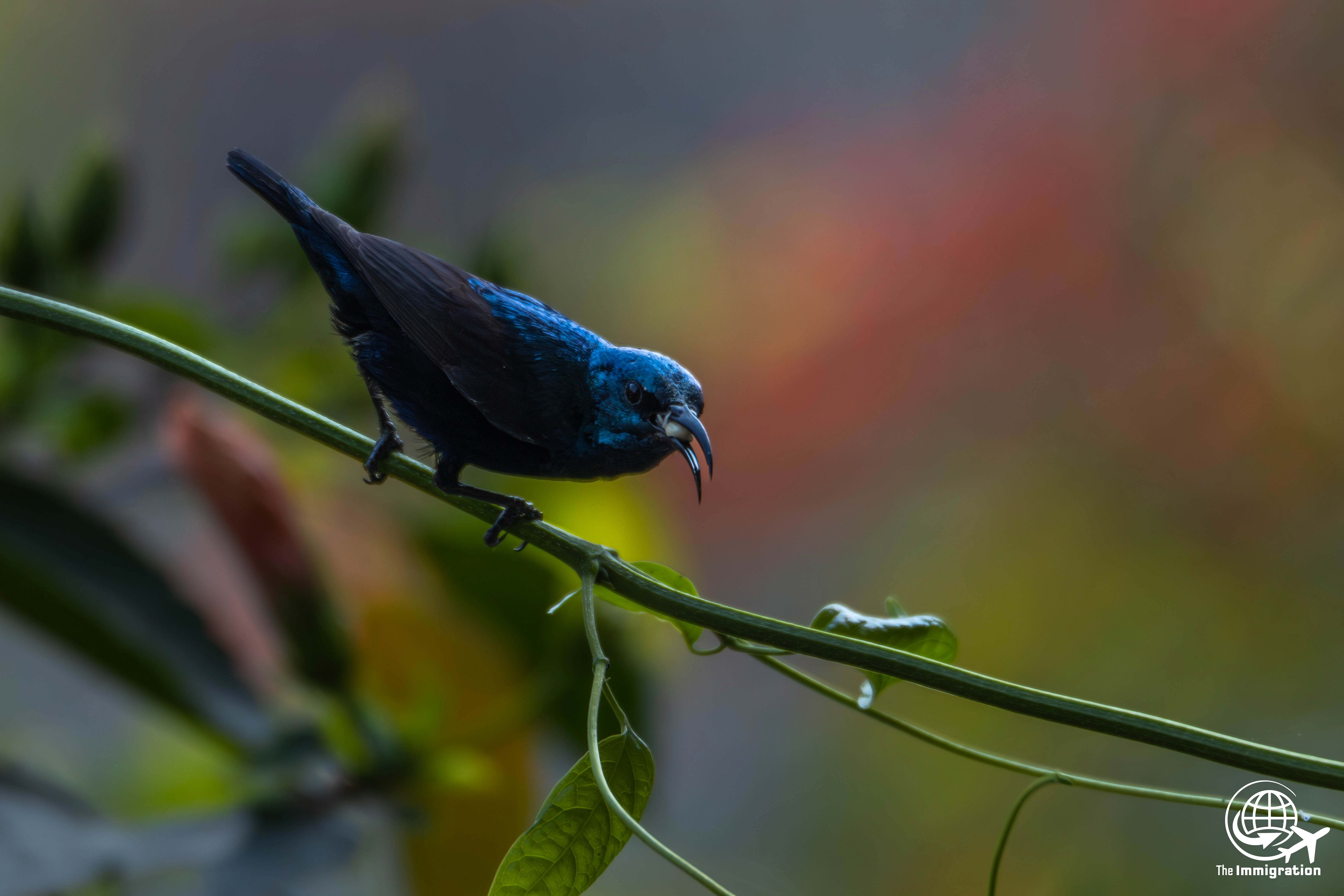 Wild Life_Hetauda_-968