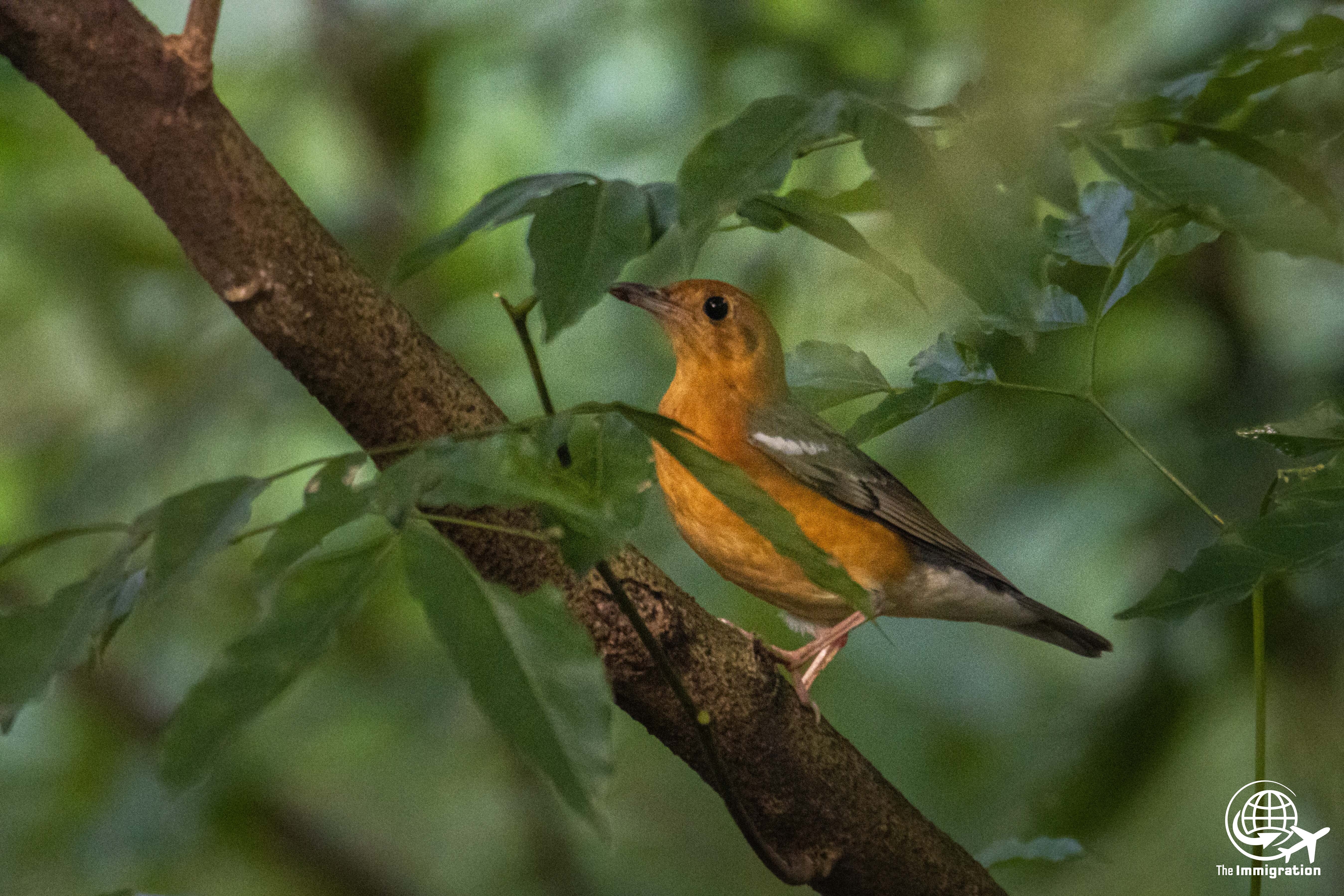 Wild Life_Hetauda_-973