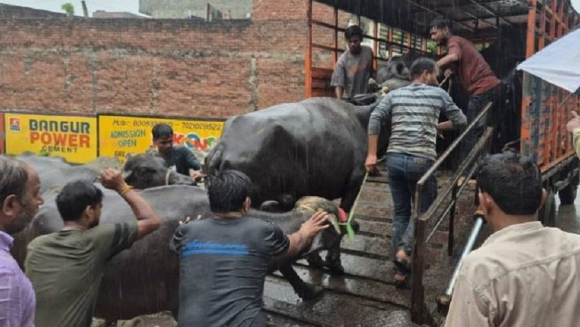 लखनउमा अवैध डेरीविरुद्ध कारबाही गर्दा प्रहरीमाथि फलामे साङ्लो आक्रमण